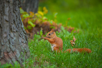 red squirrel in wild