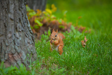red squirrel in wild