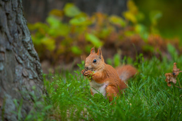 red squirrel in wild