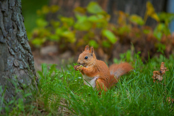 red squirrel in wild