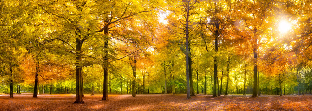 Fototapeta Herbst Wald Panorama im Sonnenschein