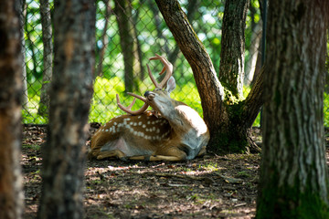 male red deer