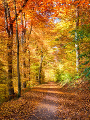 Piękna alejka w lesie, polska złota jesień - obrazy, fototapety, plakaty