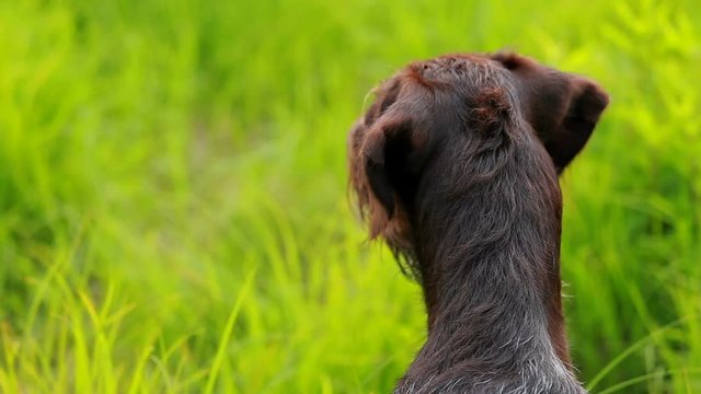 dog head close-up. Hunting dog brown color, with wet hair.