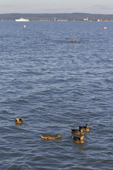 Ducks in the Balaton