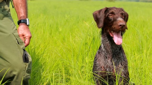 dog head close-up. Hunting dog brown color, with wet hair.