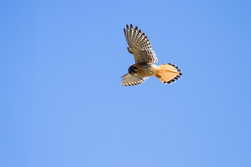 American Kestrel in flight