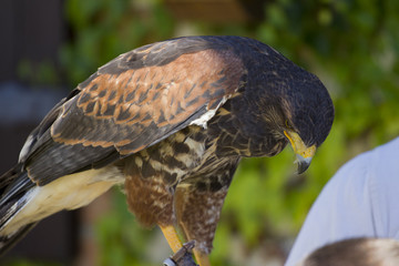 Falcon and falconer