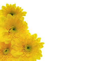 菊の花　白バック
