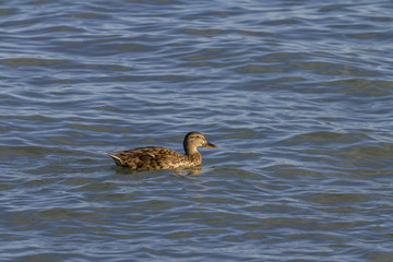 Duck in the lake