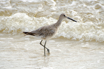 Obraz premium Shore Bird