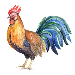 Watercolor rooster - 118936258