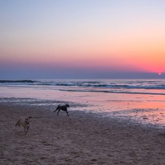 DOGS RUNNING ON PINK SUNSET