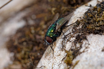 Common Green Bottle Fly, Greenbottle, Phaenicia sericata, Lucilia sericata