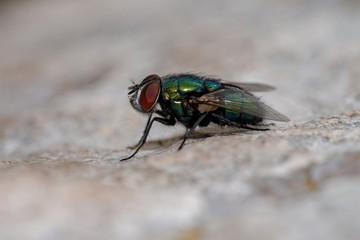 Common Green Bottle Fly, Greenbottle, Phaenicia sericata, Lucilia sericata