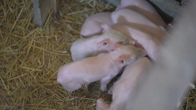 Drift of pigs eating in the cage. 4K