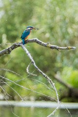 Kingfisher!
