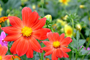 Colorful  flowers dahlia on the background of the summer landsca