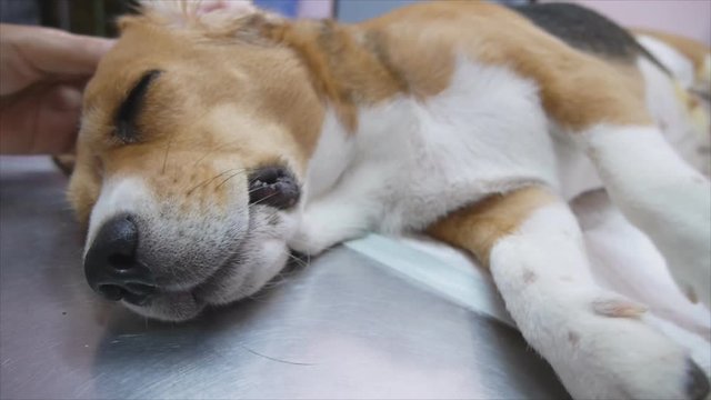 Beagle female dog tremble after finish castration operation