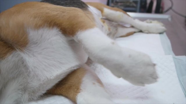 Beagle female dog tremble after finish castration operation