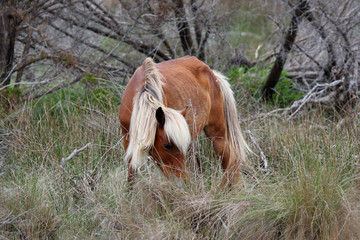 The Wild Horses of Shackleford Banks