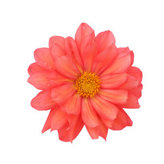 Red dahlia isolated on white background