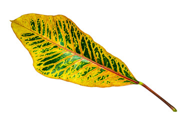 Colorful leave closeup with isolated background