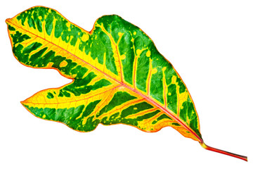Image of colorful leave closeup with isolated background