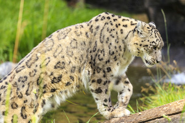 Fototapeta na wymiar Snow Leopard In A Zoo
