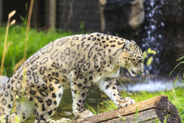 Snow Leopard In The Zoo