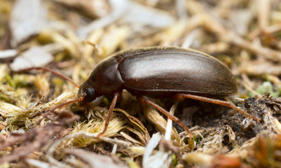 Hymenalia rufipes