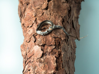 Small newborn snake with hanging skin lying on tree bark