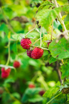 Raspberry bush with ripe berries. Shallow depth of field.