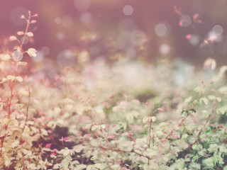 Floral abstract background.