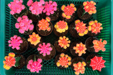 group of many colorful cactus in tray
