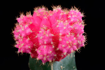 closeup cactus in black background