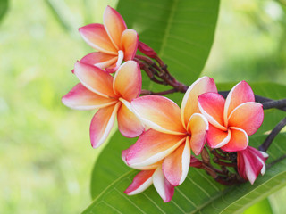 Pink Plumeria or Frangipani flowers