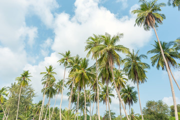 Obraz na płótnie Canvas coconut trees on tropical beach