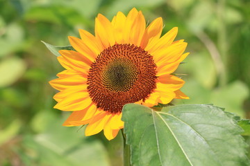 Obraz premium sunflower