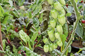 Raw fresh tomato in the garden.