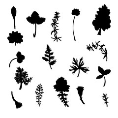 Vector set of drawing plants silhouettes