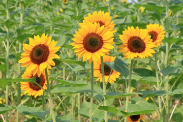 Obraz premium sunflower