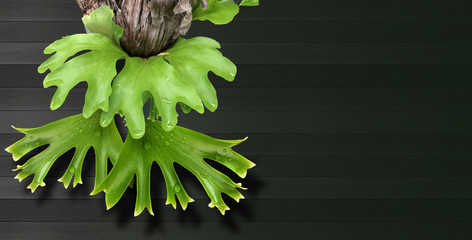 Staghorn fern on black background.