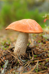 orange-cap boletus in the woods