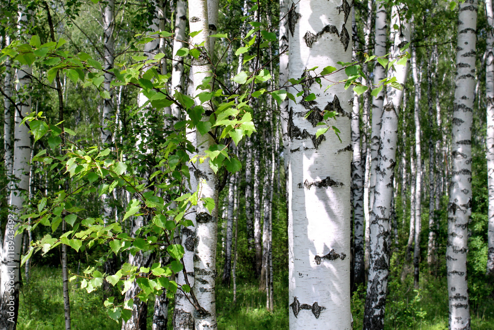Canvas Prints birch trees in a summer forest