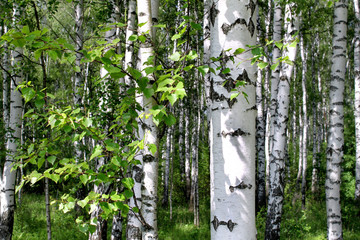 Naklejka premium Birch trees in a summer forest