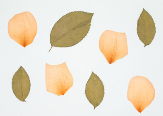 Beautiful dried  rose flowers and leaves