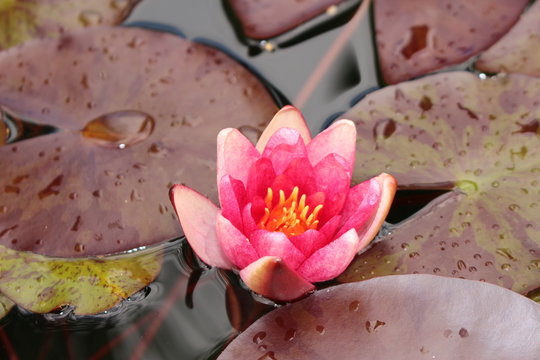 Fototapeta Pink-red hybrid "Waterlily" flower in St. Gallen, Switzerland. Its Latin name is Nymphaea Aurora.