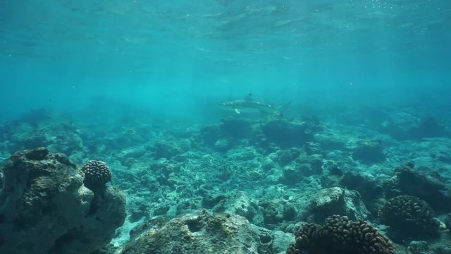 Blacktip reef shark, Carcharhinus melanopterus, underwater swimming over ocean floor with rocks and corals, Rangiroa, Tuamotu, Pacific ocean, French Polynesia
