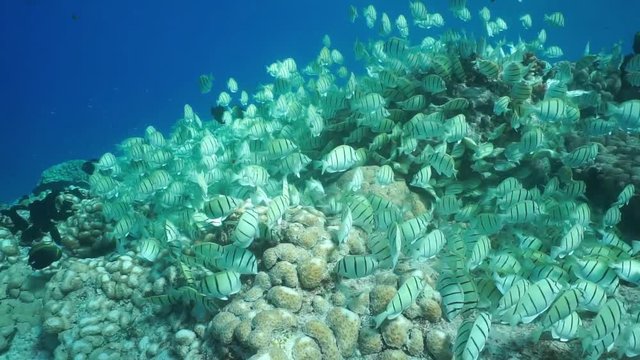 Tropical fish school underwater, convict tang, Acanthurus triostegus, feeding on the ocean floor, Tuamotu archipelago, Pacific ocean, French Polynesia
